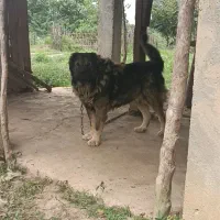 توله نر قفقازه