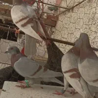 چند عدد کبوتر لایی و مسافتی