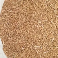 فروش 2 تن گندم آبی