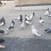 کبوتر گم کردم