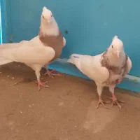 طوقی.|پرنده|کبودرآهنگ, |دیوار