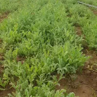 گیاه انغوزه