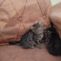 گربه واگذاری