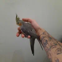 عروس هلندی تازه دونخور