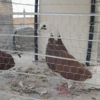 کبوتر شازده سرخ به شرط پرش و تخم‌وجوجه دهن جور|پرنده|یزد, |دیوار