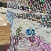 مرغ عشق زیبا ..|پرنده|شهرضا, |دیوار