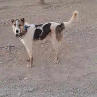 واگذاری سگ نگهبان