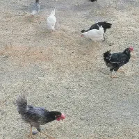 مرغ و نیمچه مرغ