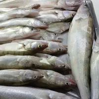 ماهی تازه تازه