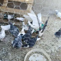 ۱۶ عدد کبوتر فروشی|پرنده|مهریز, |دیوار