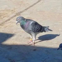 سینه سیاه قره سبز