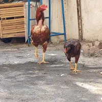 خروس لاری اصیل 4دانگ
