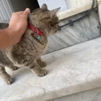 گربه پیدا شده