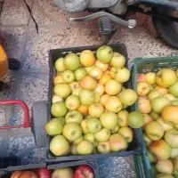 سیب عالی کیلو پنجاه