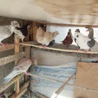 ده عدد کبوتر پرشی ساز