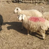 دوعدد میش آبست