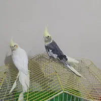 فروش یه عدد عروس هلندی ماده گل باقالی مست