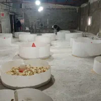 بیوتی/بوقلمون/نمیچه/پرواری/کشتاری