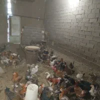 فروش مرغ تخم گذار