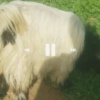 بز و بیگ داشتی|حیوانات مزرعه|شوشتر, |دیوار