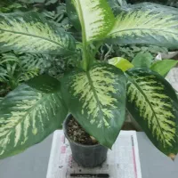 کافیه بپسندی و انتخاب کنی و درب منزلت تحویل بگیری|گل و گیاه طبیعی|شاهینشهر, دهخدا|دیوار