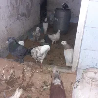 طوقی ۶ دانگ|پرنده|چالوس, |دیوار