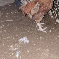 فروش خروس جوان و تعدادی غاز