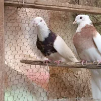 کبوتر کفتر طوقی مایدم دم‌سیاه کوهی نامور