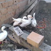 غوغاز دورگه|حیوانات مزرعه|نکا, |دیوار