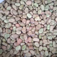 باقالی حدود ۵۰۰کیلو موجود هست|عمده‌فروشی|سراب, |دیوار