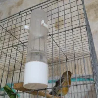 تعدادی قناری نر و ماده|پرنده|شیراز, زرهی|دیوار