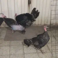بوقلمون نرو ماده برنزه