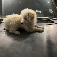 سگ خونگی|سگ|قرچک, مجتمع مسکونی طبیعت|دیوار