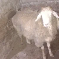 قوچ|حیوانات مزرعه|گرمادوز, |دیوار