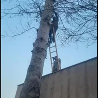 باغبانی سمپاشی تمام نقاط تهران‌وحومه|خدمات باغبانی و درختکاری|تهران, تهران‌نو|دیوار