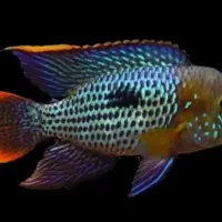 آکواریوم اوراتوس