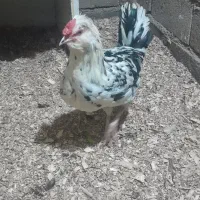 یک‌عدد‌خروس‌گلین