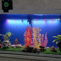 اکواریوم|ماهی|رباطکریم, رباطکریم|دیوار