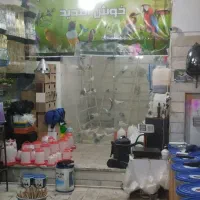 پرنده سرای تمندر واقع در الیگودرز|پرنده|الیگودرز, |دیوار