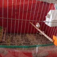 رسید گی میخاد