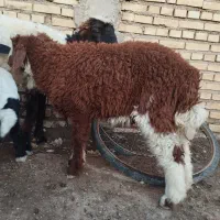 گوسفند