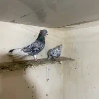 جفت دمسفید با نر دمسیاه لون