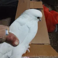 چند  جفت کفتر پرشی و جوجه کشی