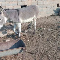 فروش کره الاغ 14ماهه