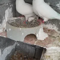 کبوتر تهرانی