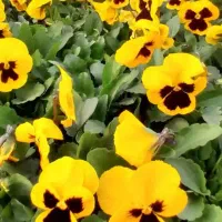 گل و گیاه فصلی