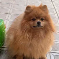 پامر انیان نر دو سر خرسی|سگ|بندرعباس, |دیوار