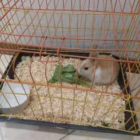 خرگوش کوچک ۲ ماهه