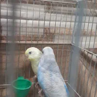 مرغ عشق زیبا