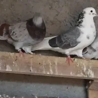 کبوتر پرشی آسمان